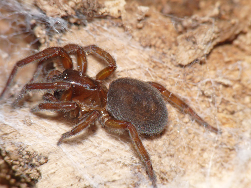 Amaurobius sp.